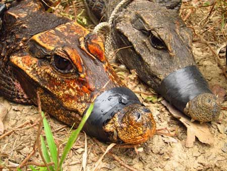 File:Cave-dwelling-orange-crocodile.jpg