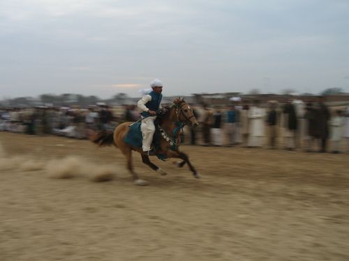 File:Ch Asifs Hussains Horse.jpg