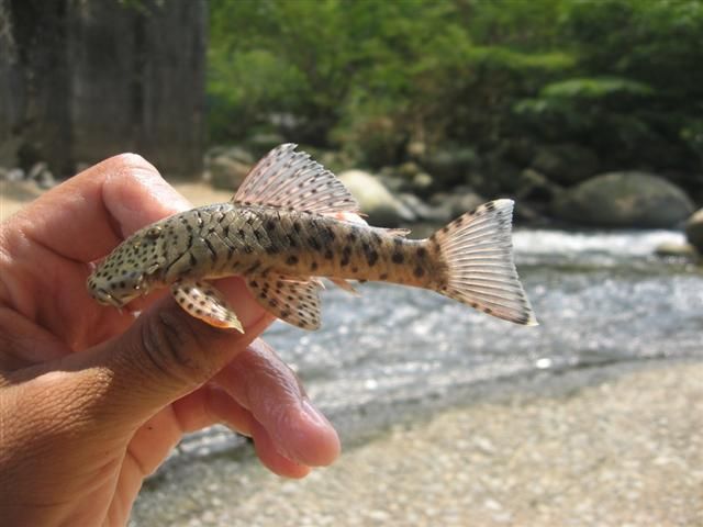 File:Chaetostoma milesi 3.JPG