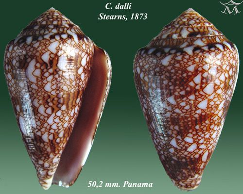 File:Conus dalli 2.jpg