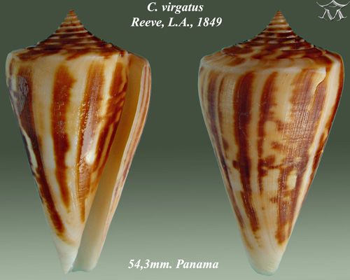 File:Conus virgatus 2.jpg