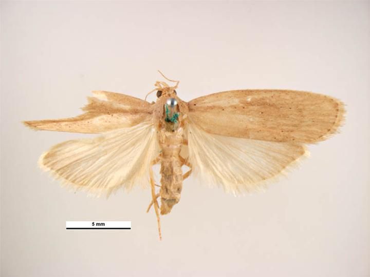 File:Corcyra cephalonica female.jpg