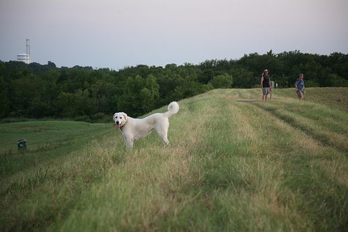 File:Dog dike disc golf Denton.jpg