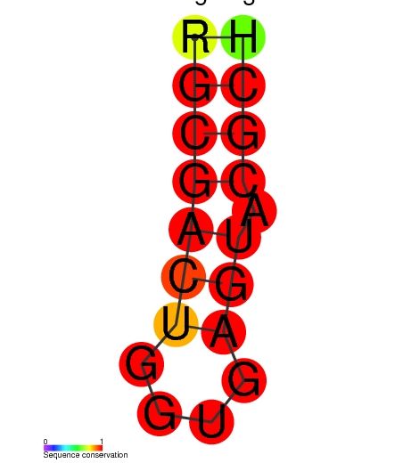 File:HIV-1 SD secondary structure.jpg