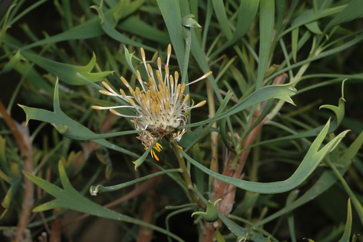 File:Isopogon tridens.jpg