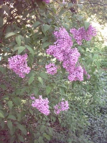 File:Lilak perski Syringa persica.jpg