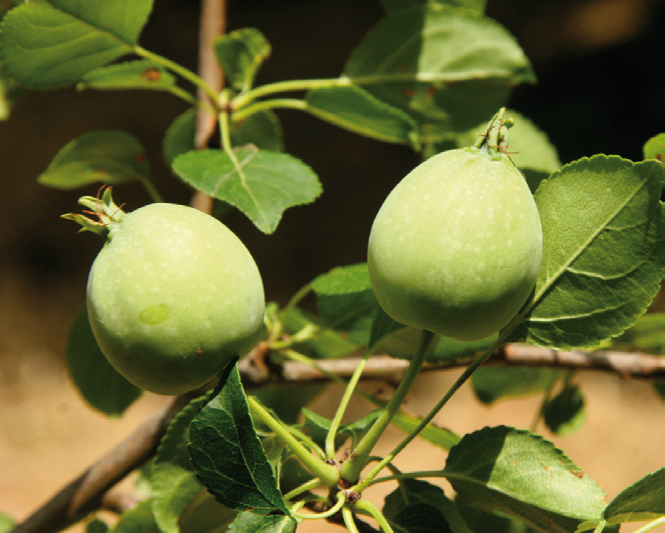 File:Malus-crescimannoi-fruits.png