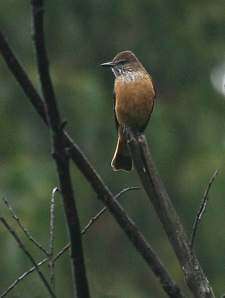 File:Myiotheretes striaticollis -Ecuador-6.jpg