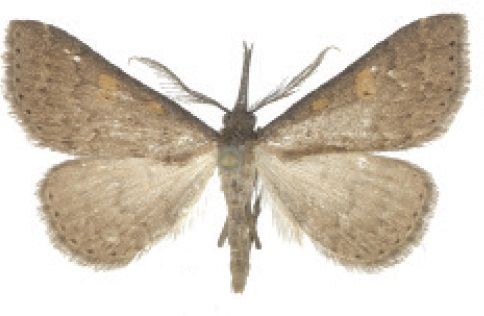 File:Naarda egrettoides male.jpg