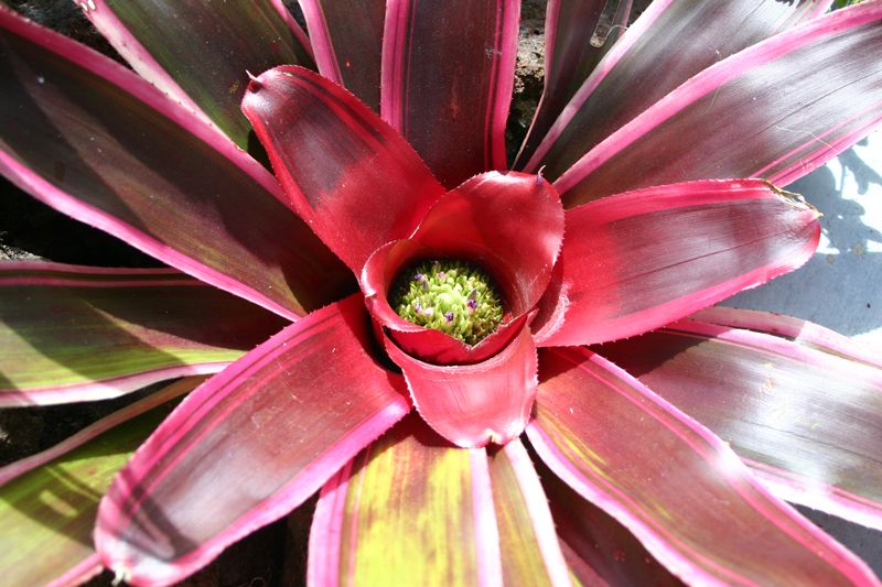 File:Neoregelia-sp.jpg