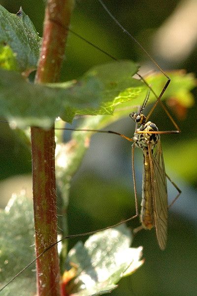 File:Nephrotoma.appendiculata.male.jpg