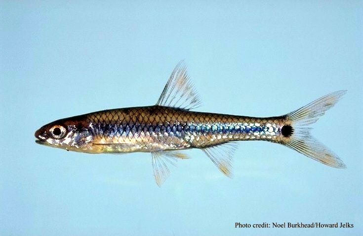 File:Notropis maculatus.jpg