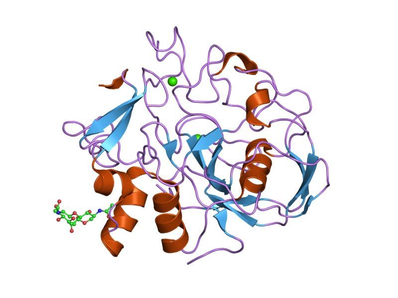 File:PDB 1y1i EBI.jpg