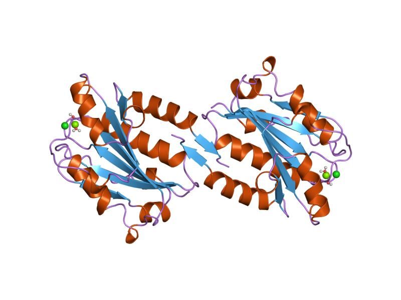 File:PDB 1zoo EBI.jpg