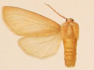 File:Paracles fosterana female.JPG