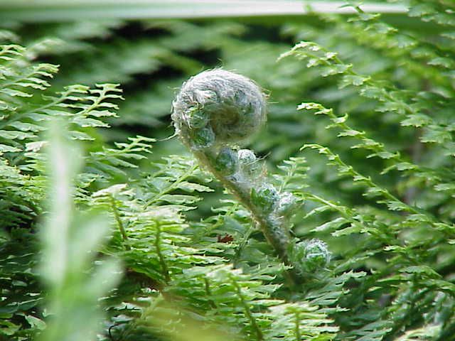 File:Polystichum setiferum0.jpg