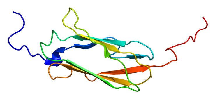 File:Protein FLNB PDB 2di8.png