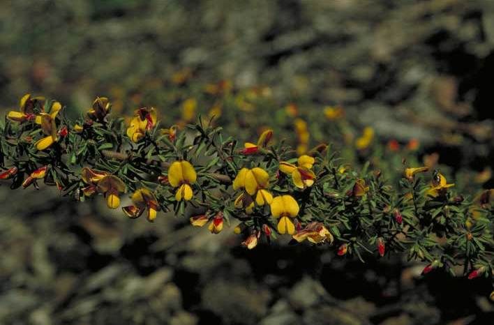 File:Pultenaea hispidula.jpg