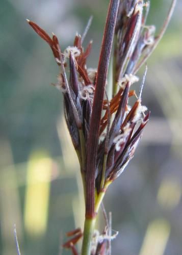 File:S graciliculmus-inflorescences-3.jpg