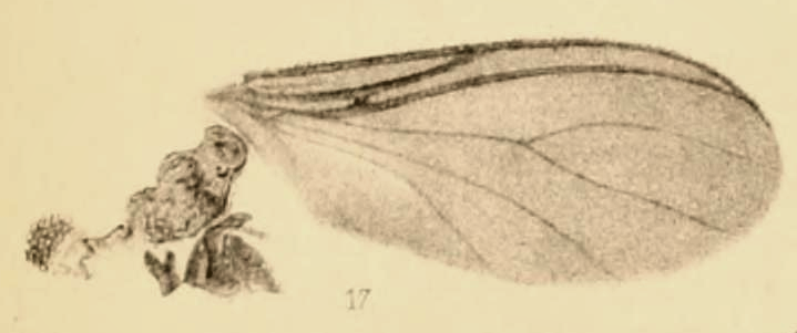 File:Sciara deperdita 1890 pl3 Fig17.png