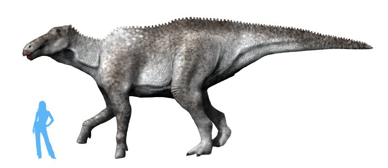 File:Shantungosaurus giganteus NT.png