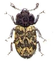 File:Synchita.variegata.-.calwer.14.28.jpg