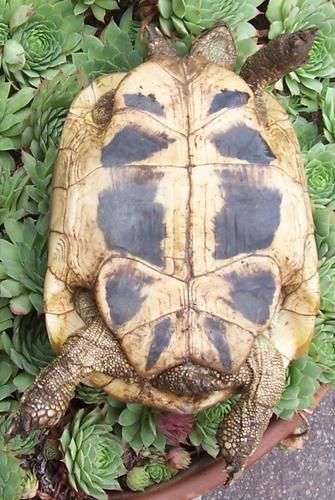 File:Testudo hermanni boettgeri female.jpg