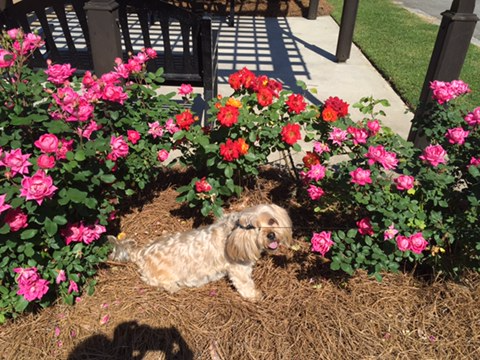 File:Thomasville Rose Garden May 2016.png