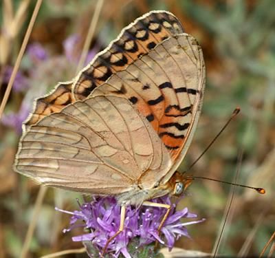 File:Unsilvered fritillary butterfly.jpg