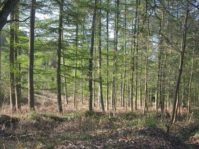 File:Woolmer Hill - geograph.org.uk - 3736.jpg