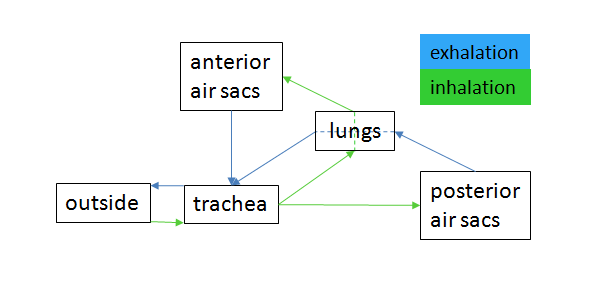 File:Bird respiration air flow schematic.png