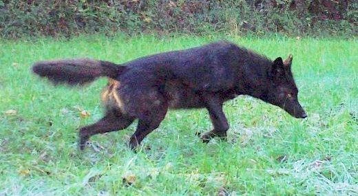 File:Black coyodog.jpg