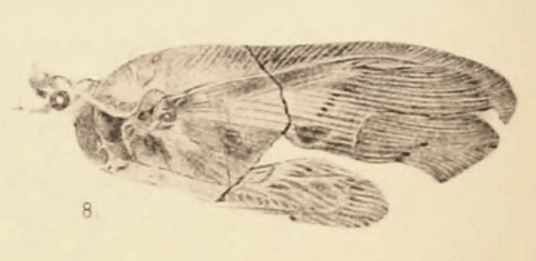 File:Bothromicromus lachlani Scudder 1890 pl2 Fig8.png