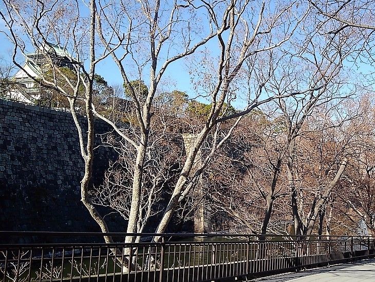 File:Chinese elms, Osaka Castle 1 (2).jpg