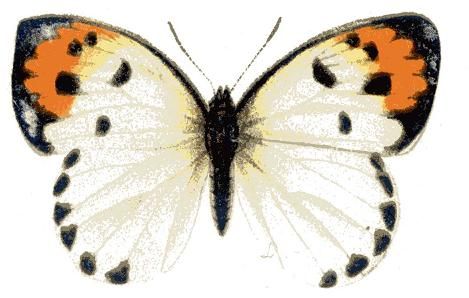 File:Colotis dissociatus f2.JPG