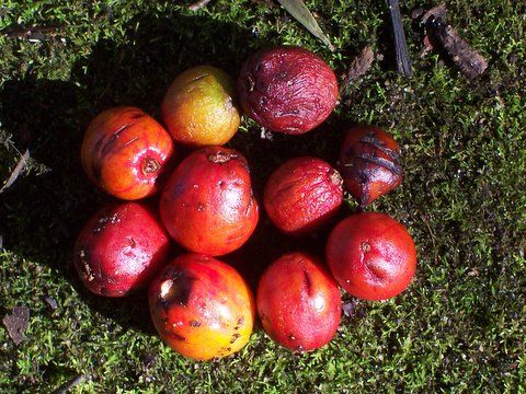 File:Cryptocarya laevigata - fruit.jpg