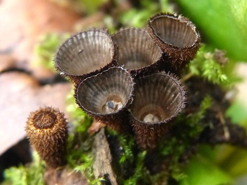 File:Cyathus striatus 65278694.jpg