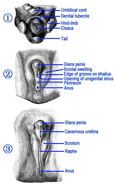 File:Development of Male External Genitalia.png