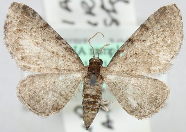 File:Eupithecia mandschurica.JPG