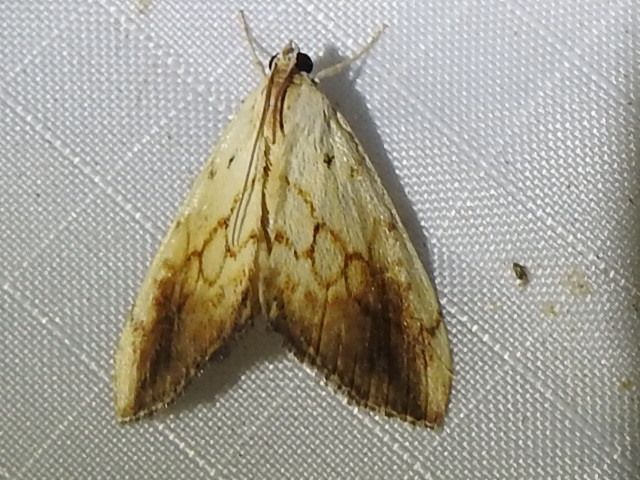 File:Evergestis consimilis 11203729.jpg