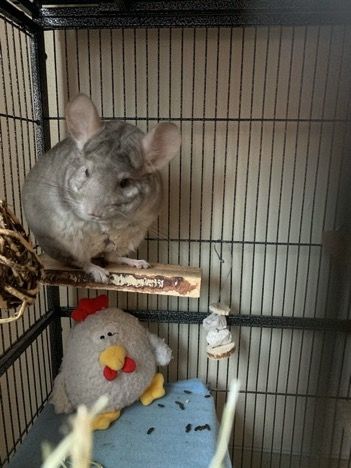 File:Gatsby the Chinchilla.jpg