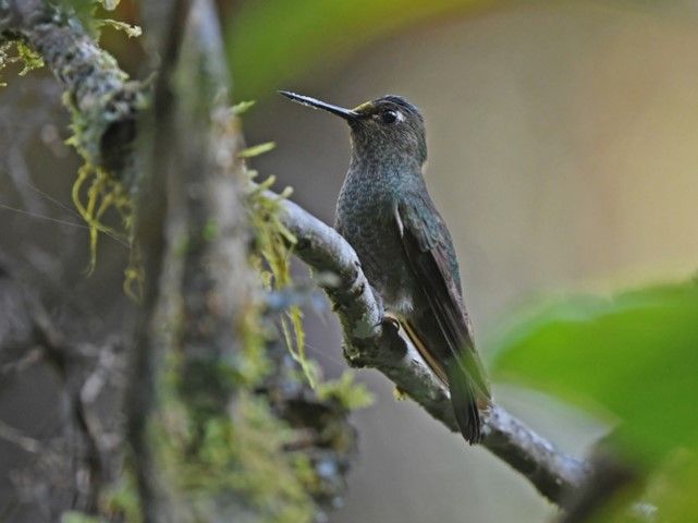 File:Haplophaedia assimilis Buff-thighed Puffleg; Paucartambo, Cuzco, Peru.jpg