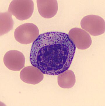 File:Hem1Myelocyte.jpg