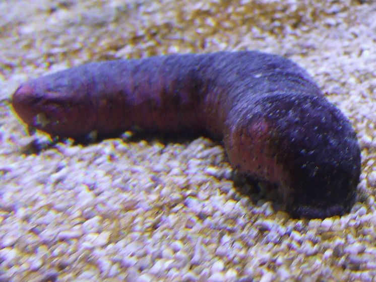 File:Holothuroidea (Sea cucumber feeding).jpg