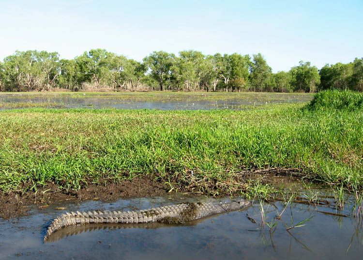 File:Kakadu YellowWaters Croc.jpg