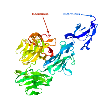 File:LENG9 Tertiary Structure.png