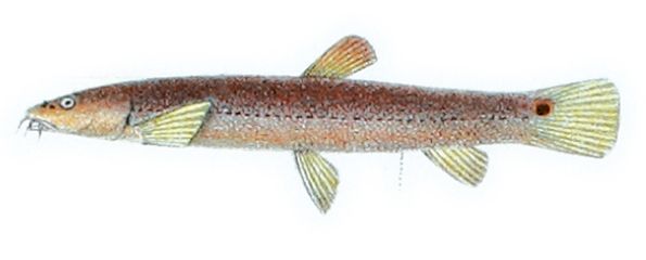 File:Lepidocephalichthys barbatuloides Bleeker.jpg