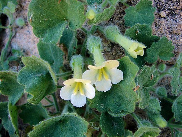 File:Mabrya acerifolia 200904b.jpg