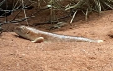 File:Night Skink.png