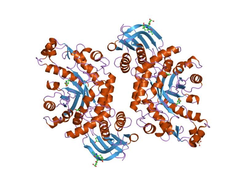 File:PDB 1np0 EBI.jpg